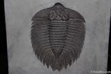Classic New York Trilobite - Arctinurus Boltoni #520-2